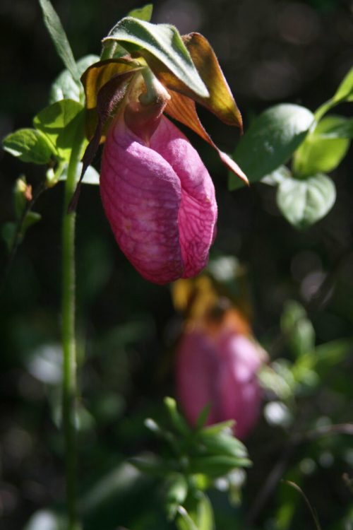 A close-up of a pink lady's slipper orchid, with soft green leaves and a blurred background of foliage.