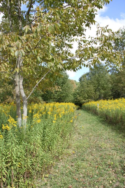 A grassy path lined with yellow wildflowers and trees under a blue sky with scattered clouds.