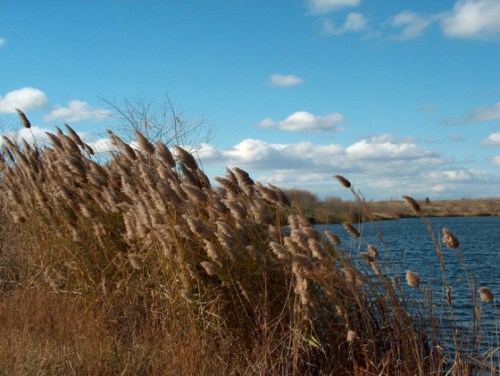 Tall grasses sway by a calm lake under a blue sky with fluffy clouds, creating a serene natural landscape.