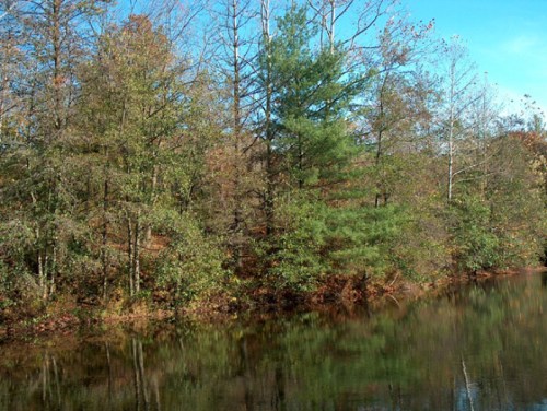 A serene lakeside scene with trees reflecting in calm water under a clear blue sky.