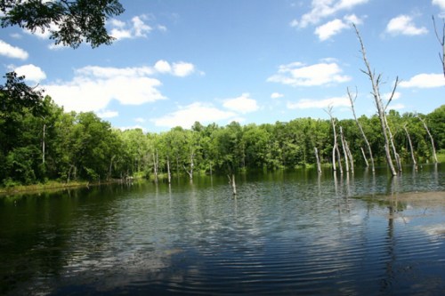 A serene lake surrounded by lush greenery and dead trees under a bright blue sky with fluffy white clouds.