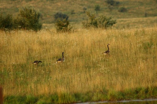 Three geese walking through a grassy field with scattered wildflowers and a serene landscape in the background.