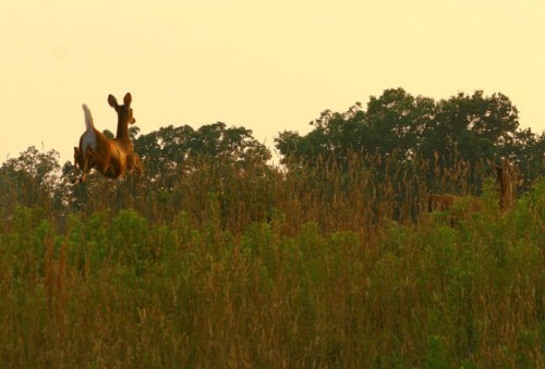 A deer leaps gracefully over tall grass in a serene, golden-hued landscape with trees in the background.