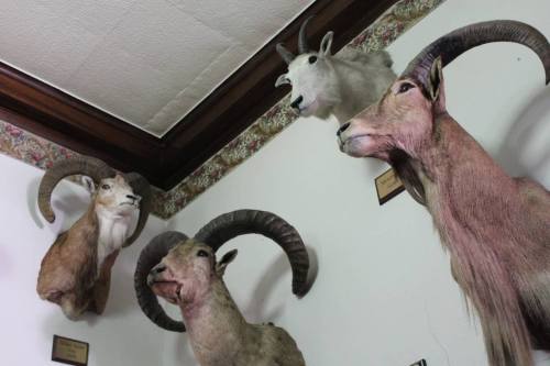 Taxidermy mounts of various mountain goats and sheep displayed on a wall with decorative trim.