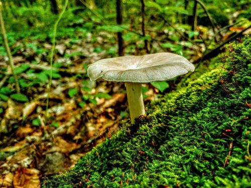 A single mushroom grows on a moss-covered log in a lush, green forest.
