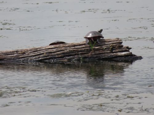 A turtle rests on a log in a calm water body, surrounded by green algae and reflections.