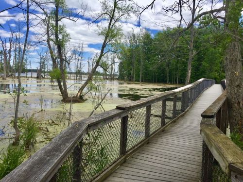 A wooden boardwalk leads through a serene wetland with trees and green algae under a blue sky with clouds.