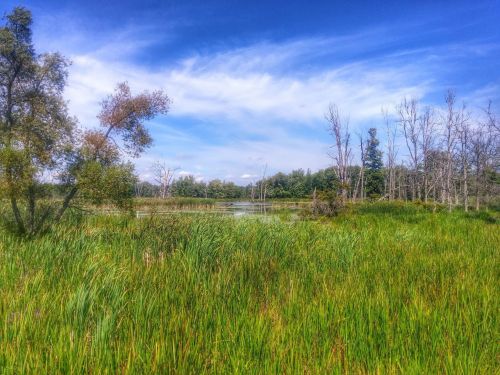 Lush green wetlands with tall grasses, scattered trees, and a blue sky with wispy clouds reflecting on the water.
