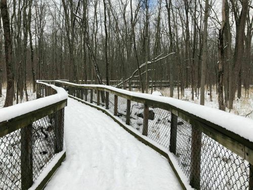 A snow-covered boardwalk winds through a winter forest, surrounded by bare trees and a clear blue sky.
