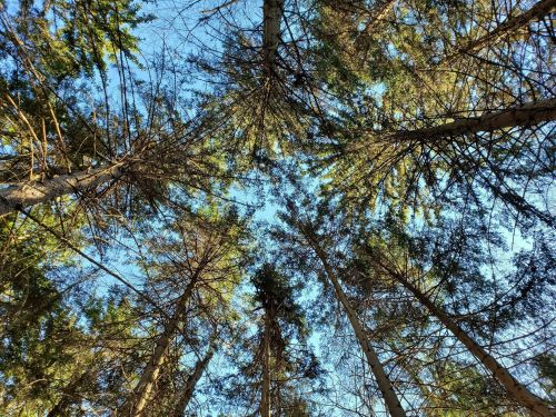 Looking up at tall trees against a clear blue sky, with branches and leaves creating a natural canopy.