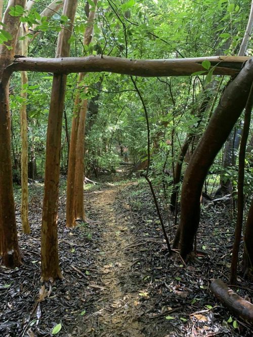 A narrow dirt path winds through a lush, green forest with tall trees and dense foliage.