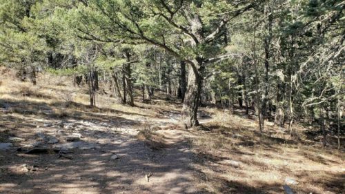 A winding dirt path through a forest with tall trees and scattered rocks, illuminated by sunlight.