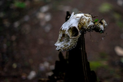 A weathered animal skull perched on a decaying log in a forest setting, surrounded by blurred greenery.