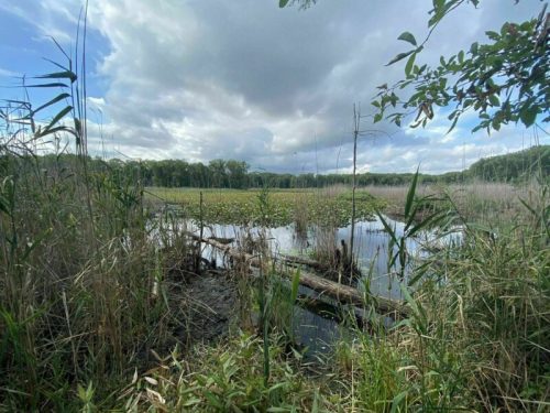 A serene wetland scene with tall grasses, water lilies, and a cloudy sky reflecting on the calm water.