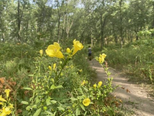 A close-up of yellow flowers in a lush green forest, with a person walking along a dirt path in the background.