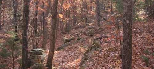 A serene forest path covered in autumn leaves, surrounded by trees with vibrant fall foliage.
