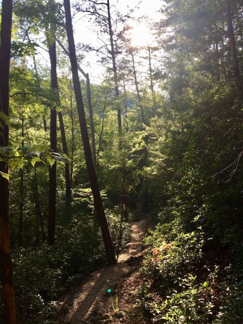 A winding trail through a lush green forest, with sunlight filtering through tall trees.