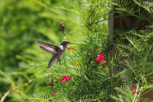 A hummingbird hovers near vibrant red flowers amidst lush green foliage.