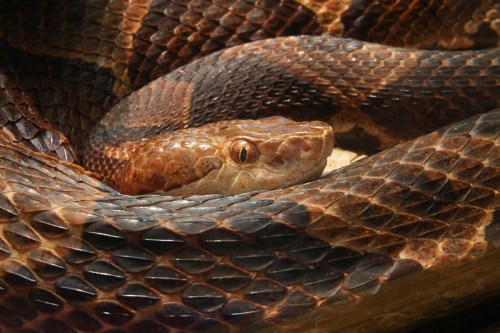 A close-up of a coiled snake with textured scales and a focused gaze, resting on a natural surface.