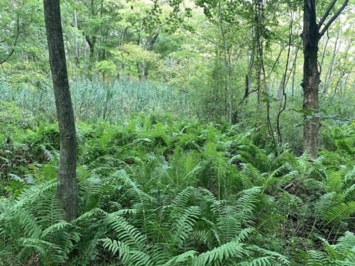 Lush green ferns cover the forest floor, surrounded by trees and tall grasses in a serene woodland setting.