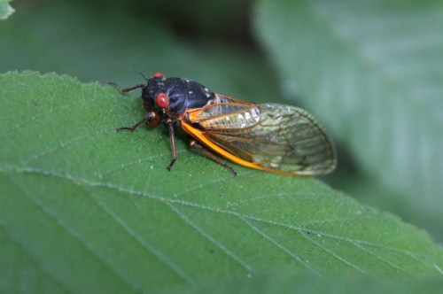A close-up of a cicada resting on a green leaf, showcasing its vibrant orange and black body and transparent wings.