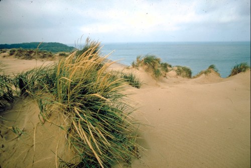 A sandy dune with tufts of grass, overlooking a calm ocean under a cloudy sky.