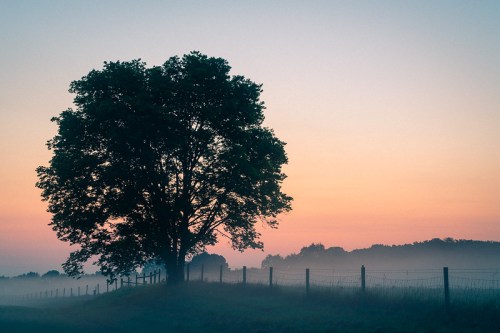Silhouette of a large tree against a pastel sky at dawn, with mist covering the ground and a fence in the foreground.