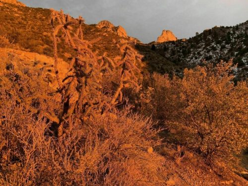A rugged landscape featuring twisted cacti and shrubs, illuminated by warm sunset light against rocky mountains.