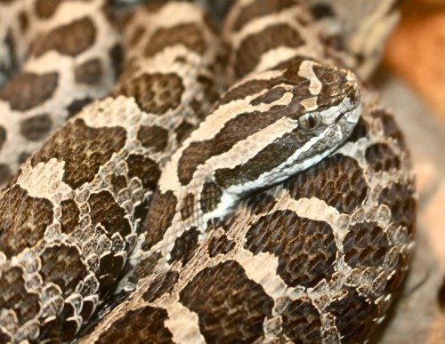 Close-up of a patterned snake with dark and light scales, coiled and resting on a surface.