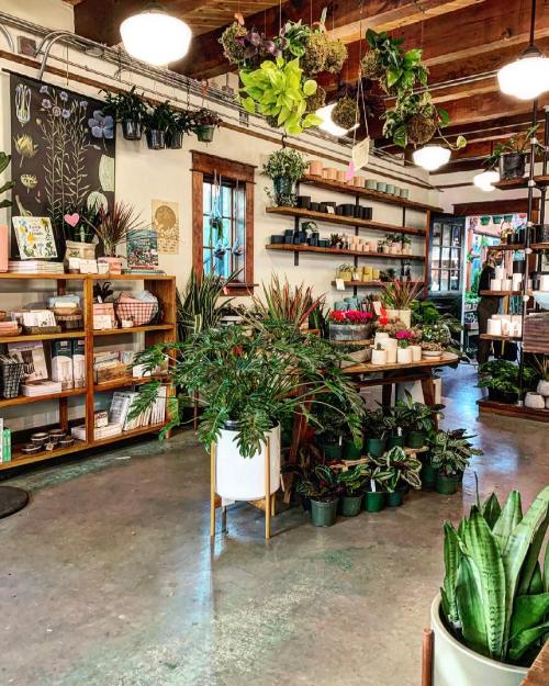 A cozy plant shop with shelves of plants, pots, and gardening supplies, featuring greenery and natural light.