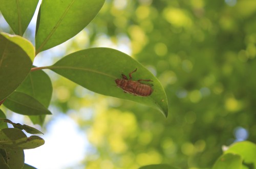 A cicada shell resting on a green leaf, surrounded by blurred green foliage in the background.