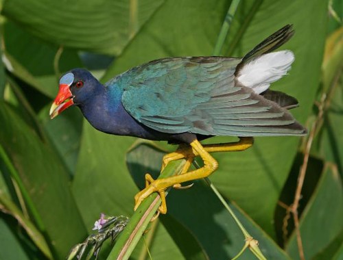A colorful bird with blue-green feathers, a red face, and yellow legs perched on a plant among green leaves.
