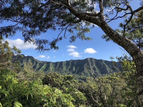 Lush green mountains under a blue sky, framed by trees and foliage in a vibrant natural landscape.