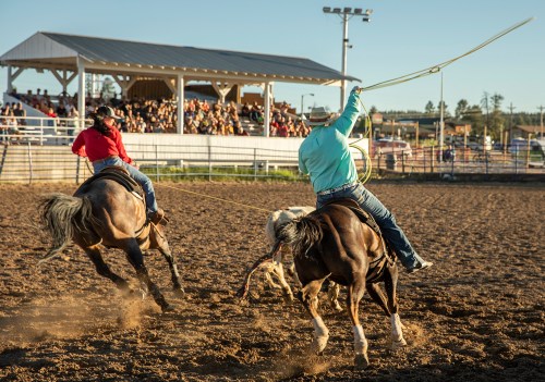 A cowboy on horseback throws a lasso at a calf while another rider competes in a rodeo, with a crowd in the background.
