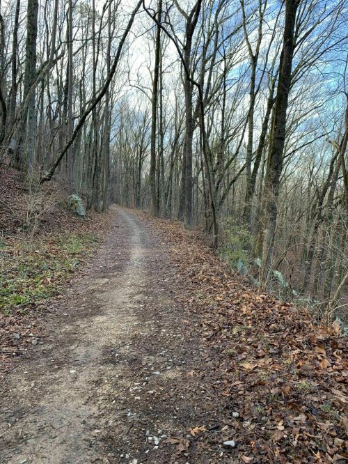A winding dirt path through a forest with bare trees and scattered leaves on the ground under a cloudy sky.