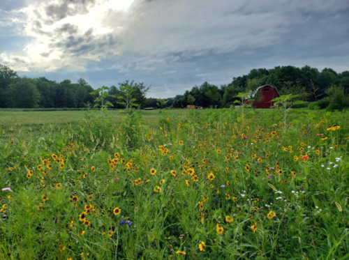 A vibrant field of wildflowers in bloom, with a red barn and cloudy sky in the background.