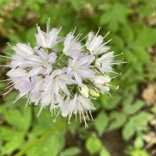 Close-up of a cluster of delicate, light purple flowers with long, slender petals against a green background.