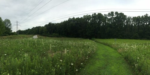 A panoramic view of a grassy path winding through a field of wildflowers, bordered by trees and power lines.