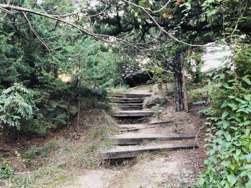 A winding path of wooden steps leads through a lush, green forest with trees and shrubs surrounding it.