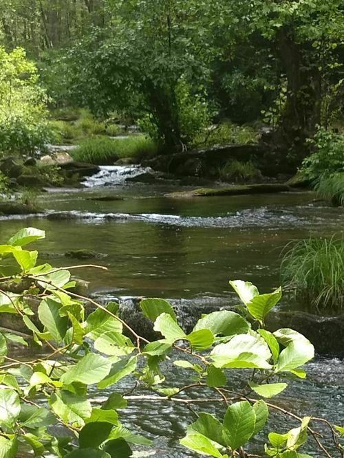 A serene stream flows through a lush green landscape, surrounded by trees and grasses.