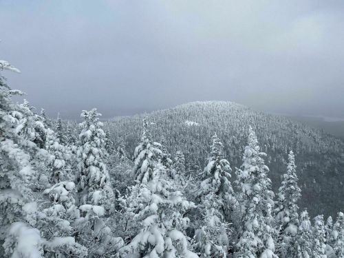 A snowy landscape with tall evergreen trees blanketed in white, set against a misty, gray sky.