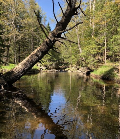 A serene forest scene with a calm river reflecting trees and a fallen log, surrounded by lush greenery and blue sky.