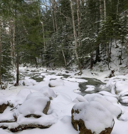 A serene winter scene with a snow-covered stream flowing through a forest of evergreen trees and large rocks.