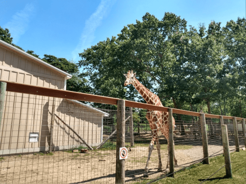 A giraffe walks along a fenced area near a building, surrounded by trees and blue sky.