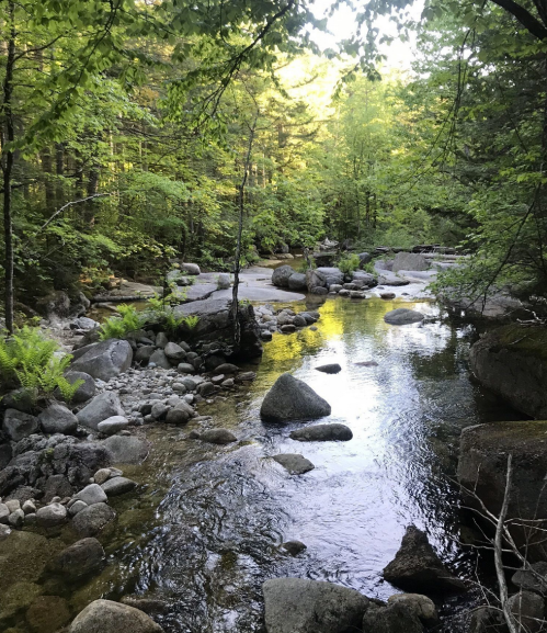 A serene forest scene featuring a clear stream flowing over rocks, surrounded by lush green trees and ferns.