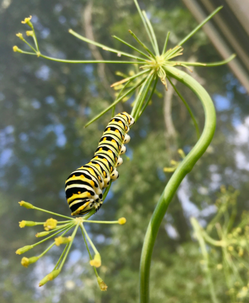 A black and yellow striped caterpillar on a green plant with delicate yellow flowers against a blurred background.