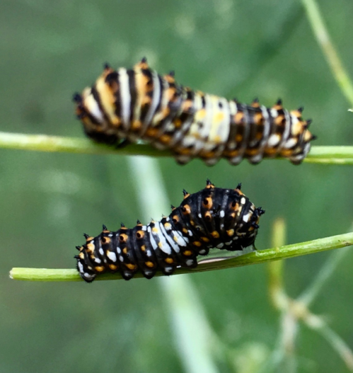 Two black and orange striped caterpillars resting on a green stem.