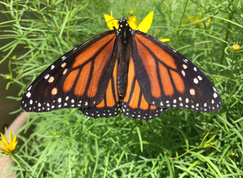 A vibrant monarch butterfly with orange and black wings perched on a yellow flower amidst green foliage.