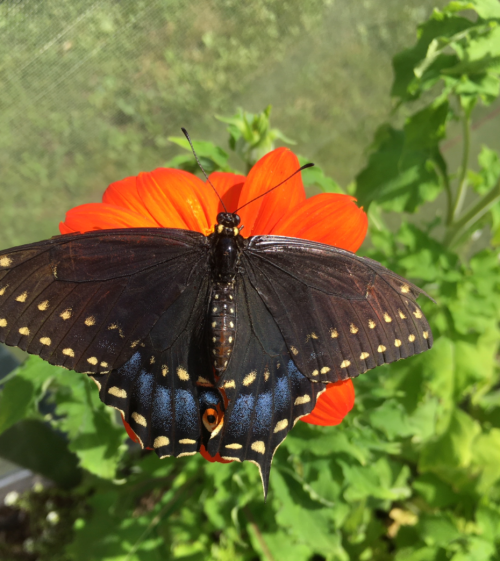 A black butterfly with blue and orange markings perched on a vibrant orange flower in a garden setting.