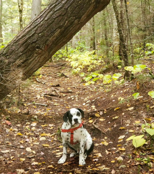 A black and white dog sits on a forest trail, surrounded by trees and fallen leaves, with a large fallen log overhead.